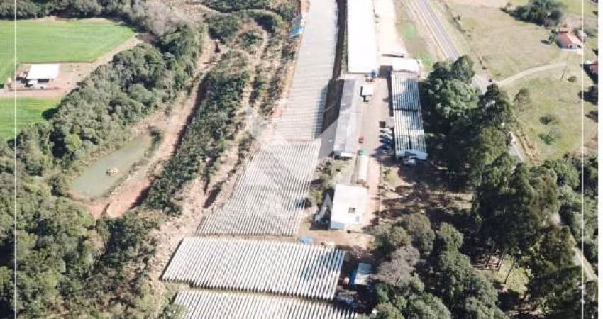 Propriedade para produção de morangos