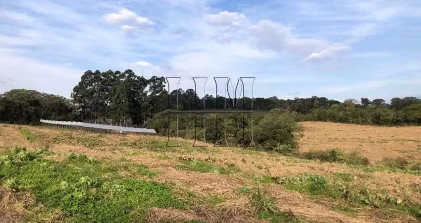 Chácara / sítio à venda na Estrada Velha, 1, São Cristóvão, Caxias do Sul
