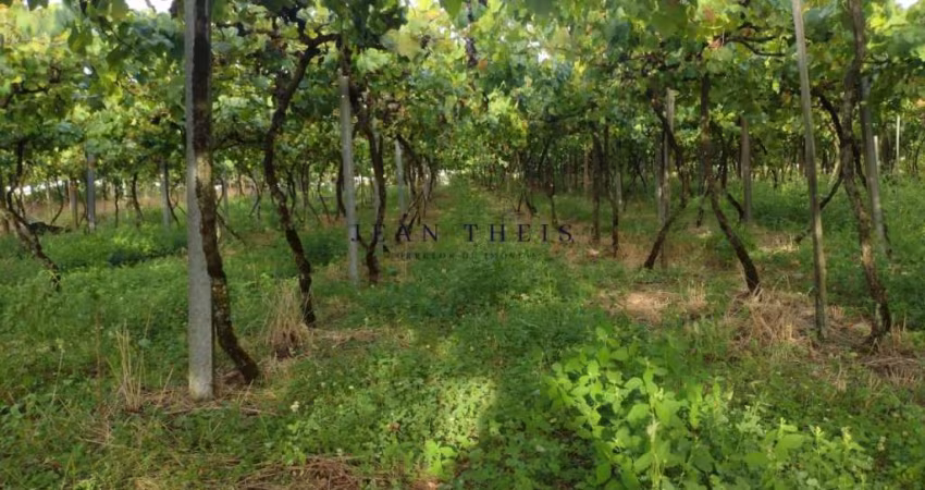 Chácara / sítio com 1 quarto à venda na Zona Rural, Nova Pádua 