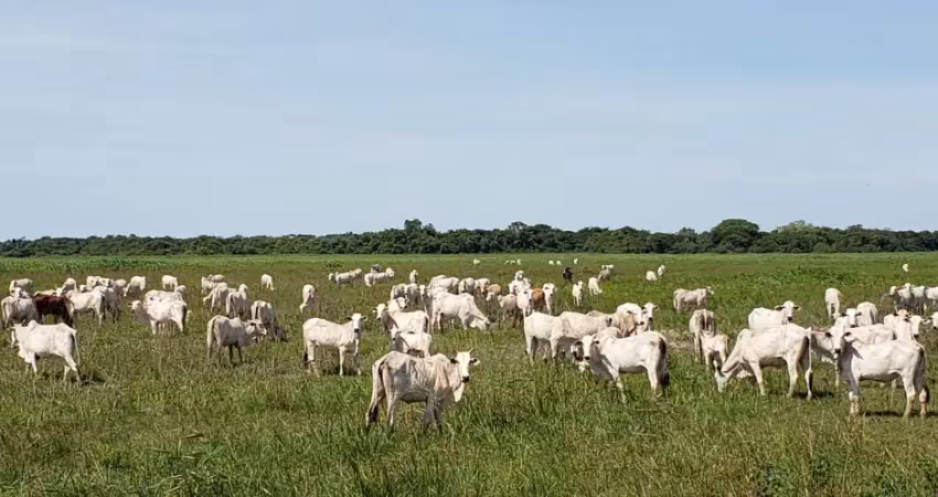 Fazenda à venda na Rua Coronel de Arruda Pinto, 45, Zona Rural, Santo Antônio do Leverger