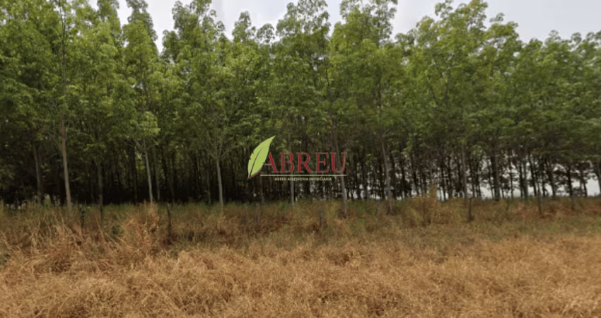 Sítio com seringueira à venda, 1 alqueire por R$ 400.000,00 – Zona Rural – Cosmorama/SP