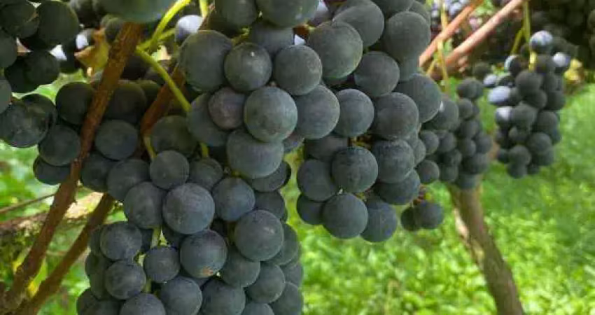 Chácara com plantação de vinhedo e café a venda em mandirituba .