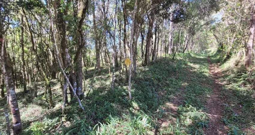 Chácara à venda, 70.153 m2 por R  559.000,00 - Área Rural - São José dos Pinhais PR
