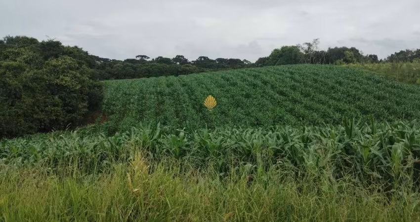 Chácara à venda, 25.110 m2 por R  1.374.000,00 - Cachoeira - São José dos Pinhais PR