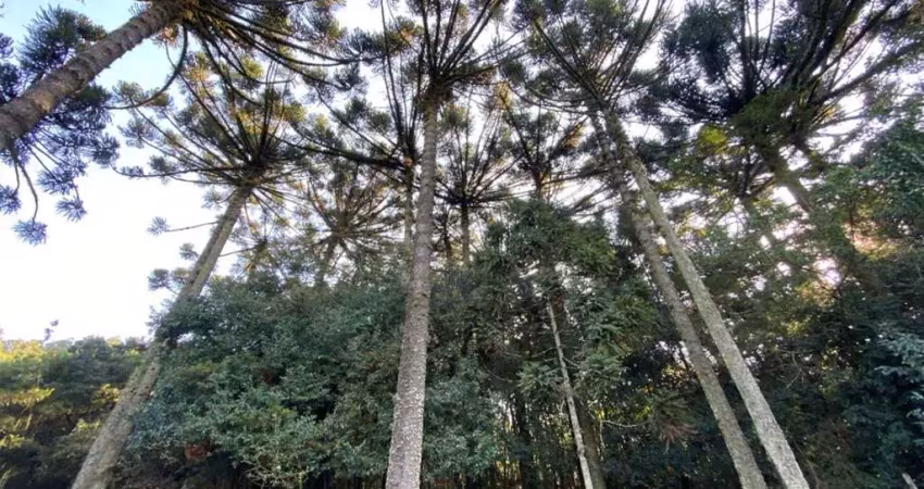 Chácara / sítio com 1 quarto à venda no Alvorada, Farroupilha 