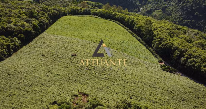 Parreiral de uva em Vila Cristina