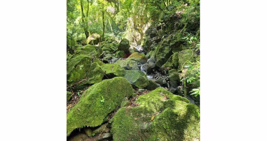 Fazenda à Venda: 500,000m² em Tunas, RS