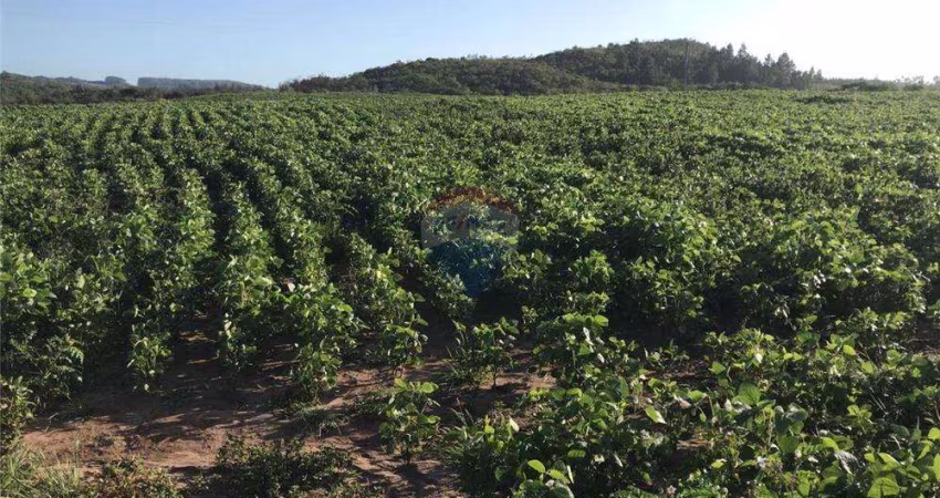 Área de 82,5 hectares a venda!