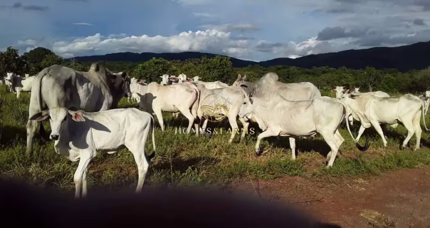 Fazenda com 2 salas à venda na Centro, 1346, Zona Rural, Barra do Bugres