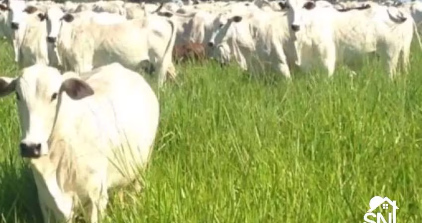 Fazenda a venda no município de poconé.  mato grosso