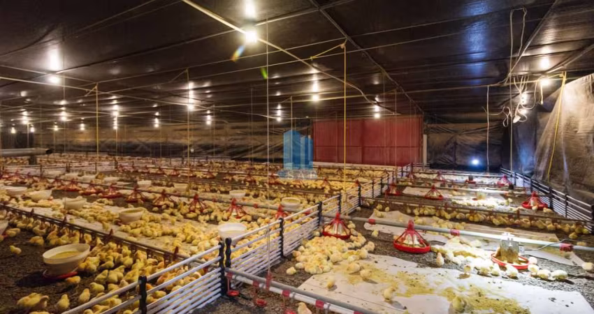 Chácara / sítio com 4 quartos à venda na Avenida Cristina, 3300, Jardim Florestal, Campo Largo