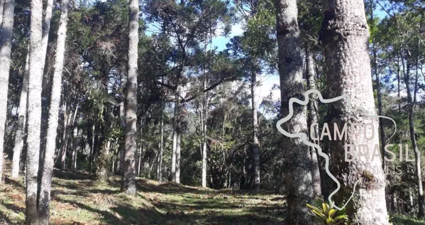 Linda área rural com centenas de araucárias, com platô para construir sua casa em meio a natureza!