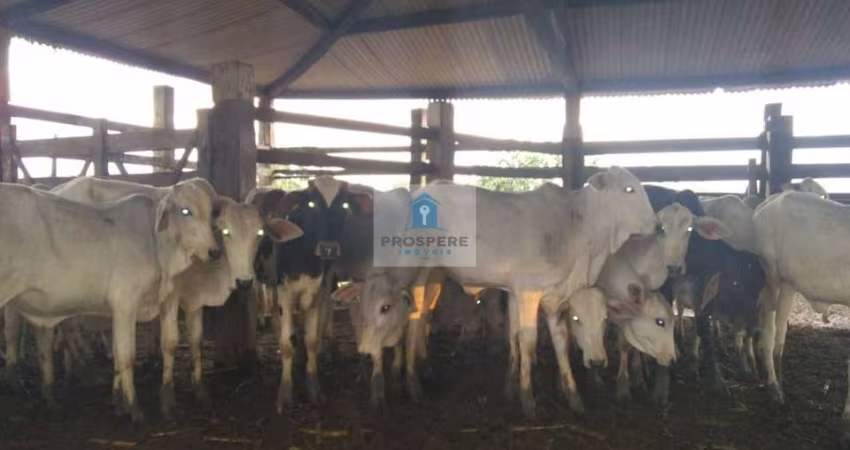 Fazenda em Jaguaripe, 550 tarefas
