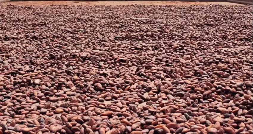 Fazenda  produtora de cacau e marca própria de chocolate com reconhecimento e prêmio internacional.