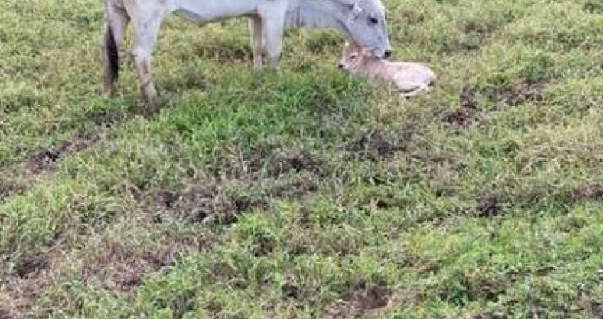Fazenda para Venda em Juquiá, Zona Rural.
