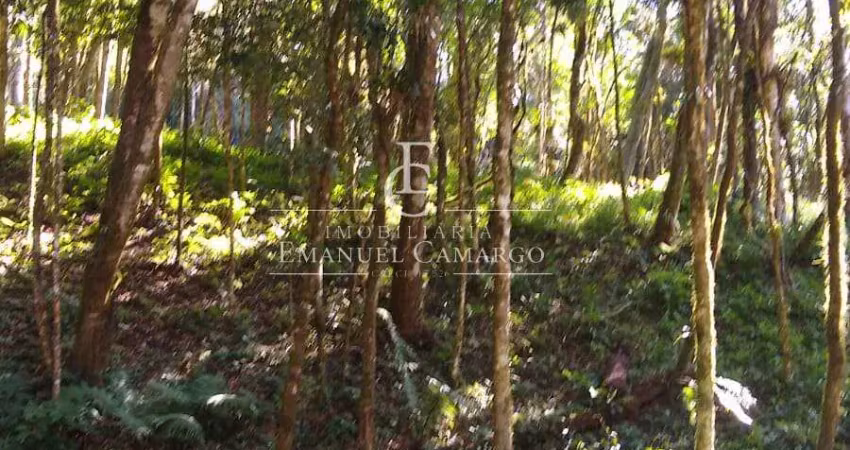 Chácara / sítio à venda na Rua dos Beija-flores, Recreio da Serra, Piraquara