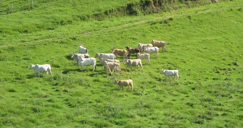 Fazenda à venda, 640000 m² por R$ 3.710.000,00 - Aratingauba - Imaruí/SC
