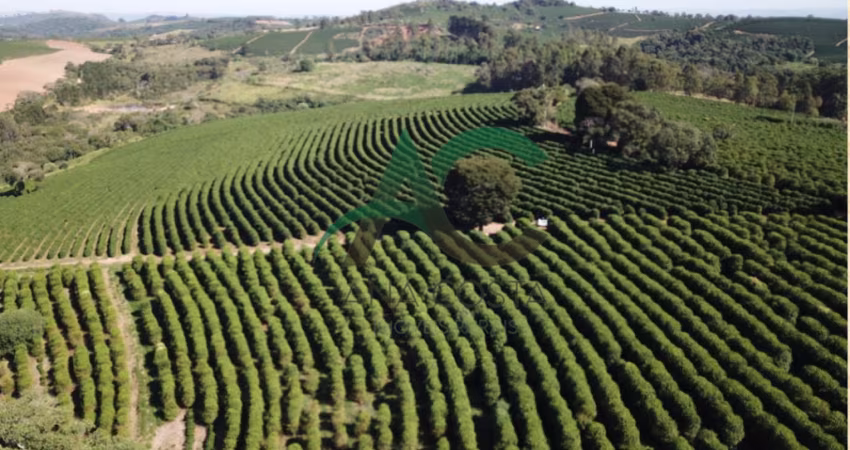 VENDO FAZENDA DE CAFÉ em Guaxupé - MINAS GERAIS com 168 alqueires