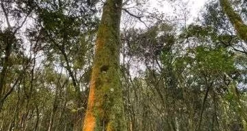 EXCELENTE LOTE DE TERRAS VILA OLINDA EM NOVA PETROPOLIS-RS