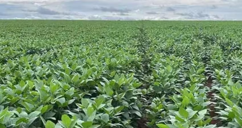 Fazenda á venda em Pedro Afonso-TO!
