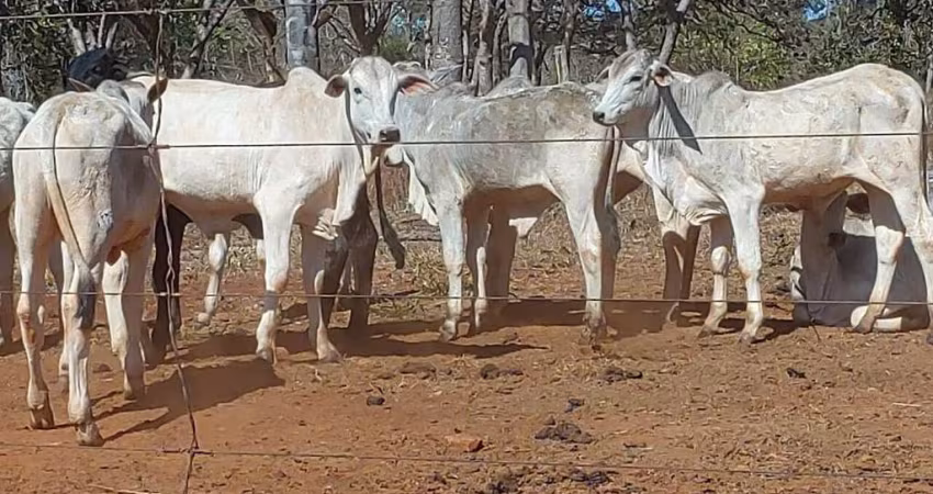 Excelente fazenda á venda em Felixlândia-MG!