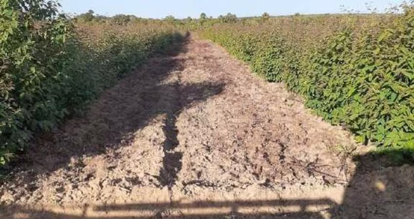 Fazenda de 4.200 Hectares em Chapada Gaúcha - MG!