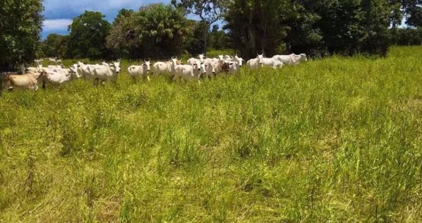 Fazenda extraordinária com 13 Lagos e Potencial para Criatório de Peixes em Cocalinho-MT