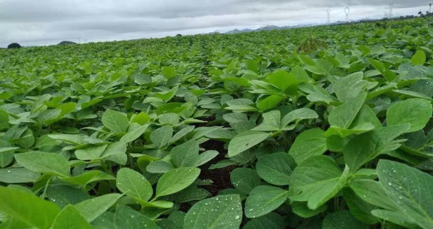 Fazenda com dupla aptidão no município de Caiapônia - GO