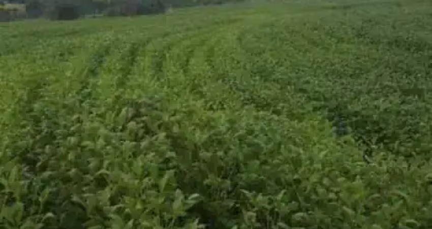 Fazenda com dupla aptidão localizada na região do prata - mg