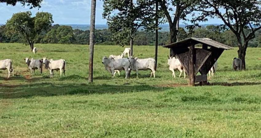 Fazenda à venda, AREA RURAL DE COLINAS TO - COLINAS DO TOCANTINS/TO