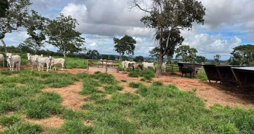 Fazenda à venda, AREA RURAL DE TORIXOREU-MT - Torixoréu/MT