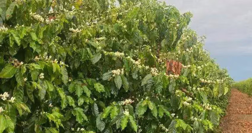 Fazenda à venda, area rural de patrocinio - mg - patrocinio/mg
