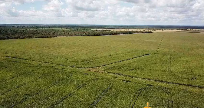 Fantástica fazenda dupla aptidão com 10.640 hectares e uma super estrutura à venda no vale do araguaia em araguacema - to