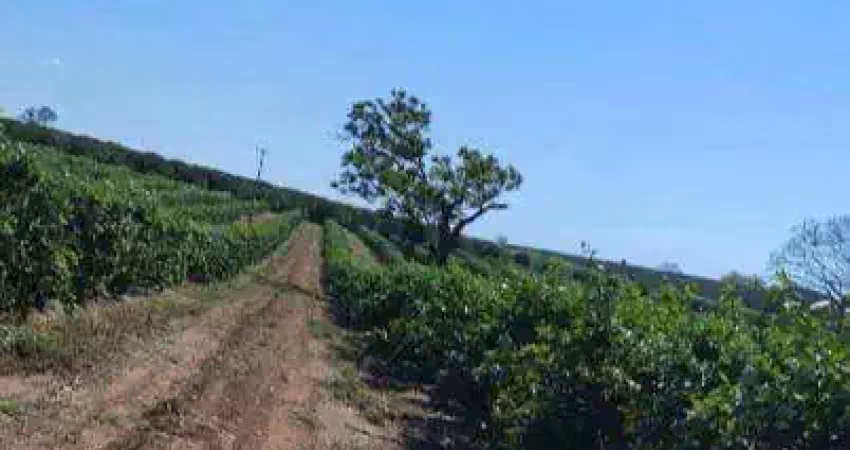 Excepcional fazenda de laranja com 122 hectares e ótimas estruturas à venda em são josé do rio preto - sp