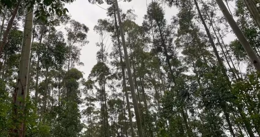 SÍTIO DOS EUCALIPTOS COM BELA LAGOA E MUITA MADEIRA EM GLORINHA COM 12 HECTARES