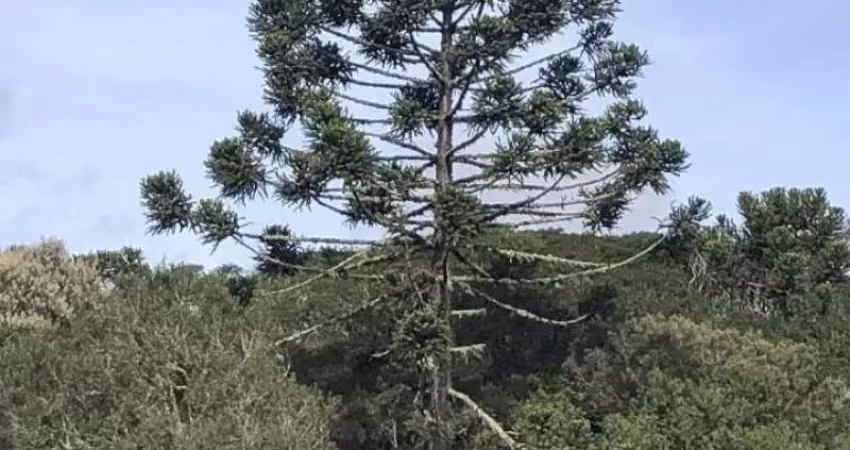 [85521] FAZENDA EM CAMBARÁ DO SUL NOS CÂNIONS PARA HOTEL FAZENDA OU AGROPEC EM CAMBARÁ DO SUL COM 318 HECTARES