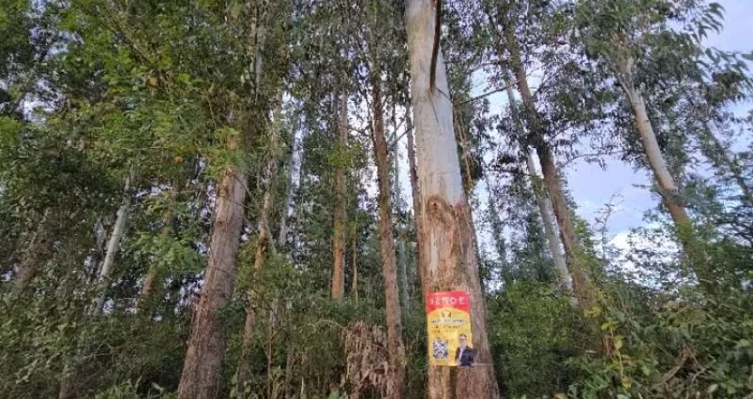 [858] CHÁCARA NO CAMPESTRE VELHO, 10 HECTARES, MUITO EUCALIPTO, RIACHO