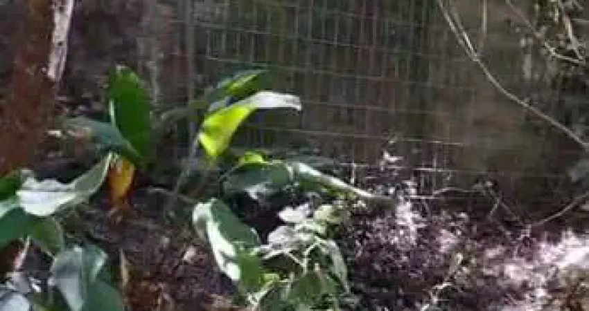 Chácara / sítio à venda na Rua Oito Mil Oitocentos e Quarenta e Sete, 391, Lageado, Porto Alegre