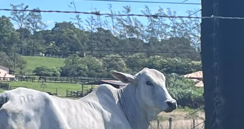 FAZENDA ARARUAMA 53 ALQ GADO PORTEIRA FECHADA