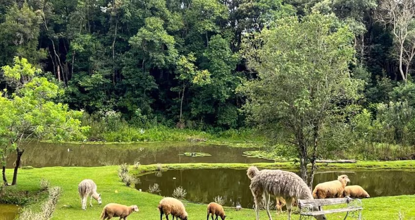 Chácara para Venda em Mandirituba, Areia Branca dos Assis