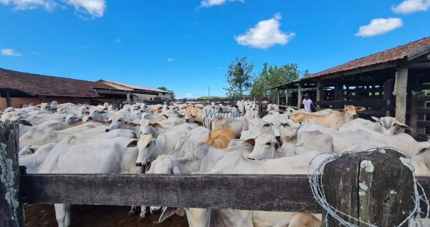 Fazenda de luxo no Centro de Araruama-RJ: 6 quartos, 2 suites, 3 salas, 5 banheiros, 20 vagas de garagem, 52 alqueires de área.
