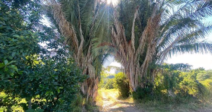 'Paraíso Agrícola: Sítio Santa Bárbara, 145.200 m²'