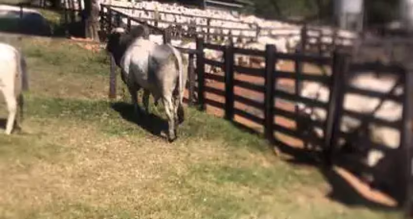Fazenda com 248 alqueires para pecuária no município de marzagão - go