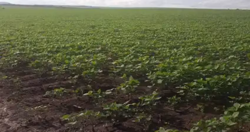Fazenda com 220 alqueires dupla aptidão em palestina - go
