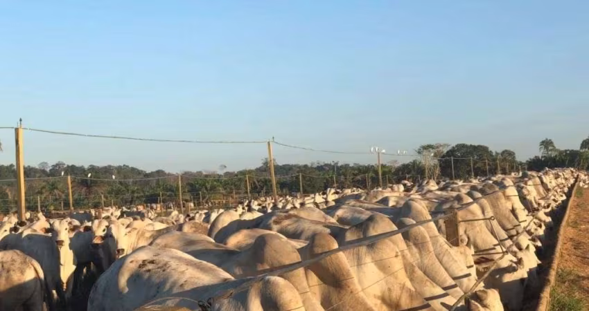 FAZENDA COM 180 ALQUEIRES DUPLA APTIDÃO COM CONFINAMENTO EM CEZARINA - GO