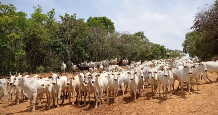FAZENDA COM 1.200 HECTARES PARA PECUÁRIA NO MUNICÍPIO DE VARGEM BONITA - MG
