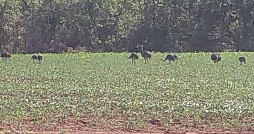 Fazenda dupla aptidão 266 alqueires em doverlândia-go