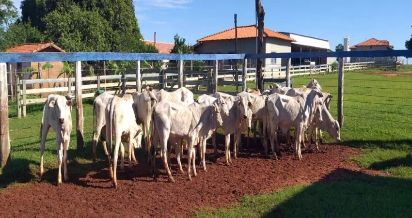FAZENDA COM  154 ALQUEIRES DUPLA APTIDÃO NO MUNICÍPIO DE CAMPINA VERDE -MG