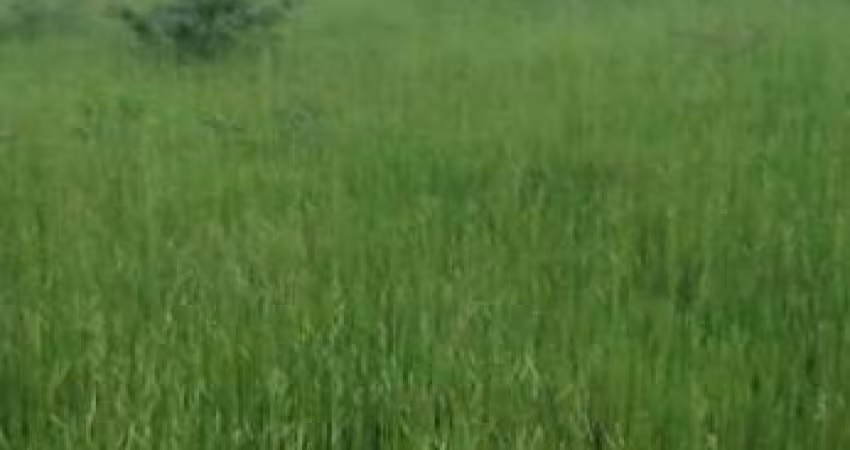 FAZENDA PARA PECUÁRIA COM 106 ALQUEIRES EM URUAÇU-GO
