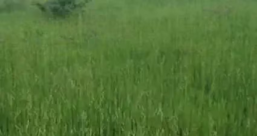 Fazenda para pecuária com 106 alqueires em uruaçu-go